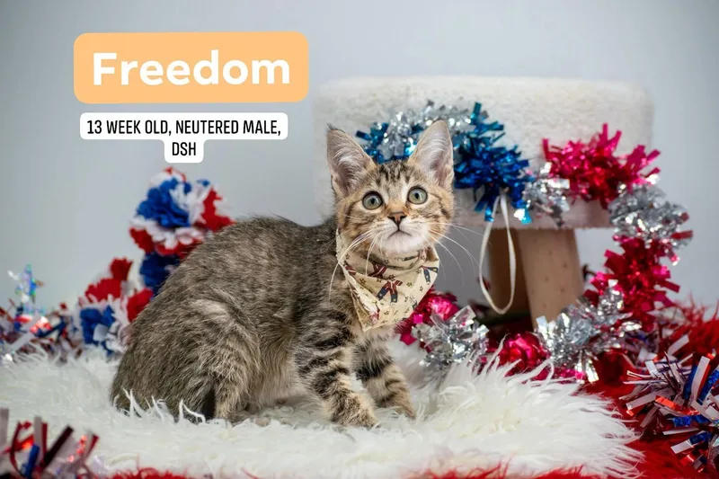 Freedom thumbnail 3
