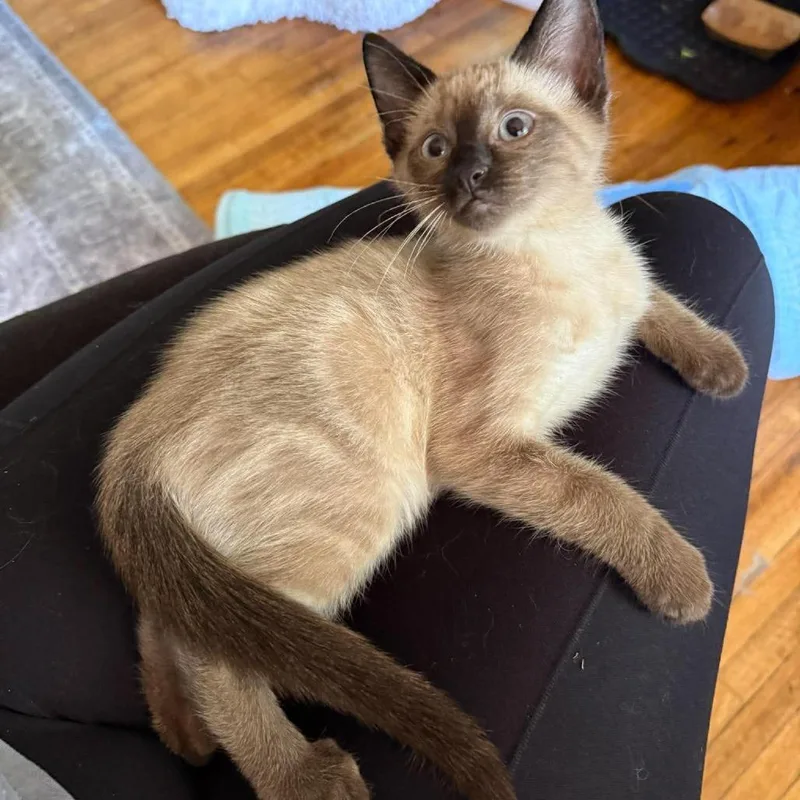 A baby small-sized male Cream / Ivory Siamese cat named Seymour for adoption in Plainfield, IL