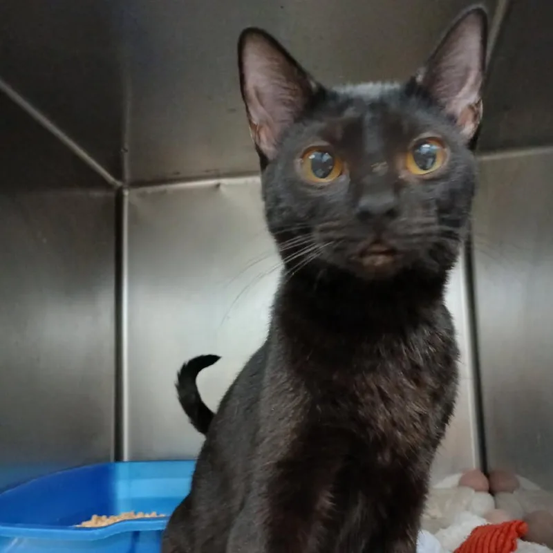 A young medium-sized female Domestic Short Hair cat named Anissa for adoption in New York, NY