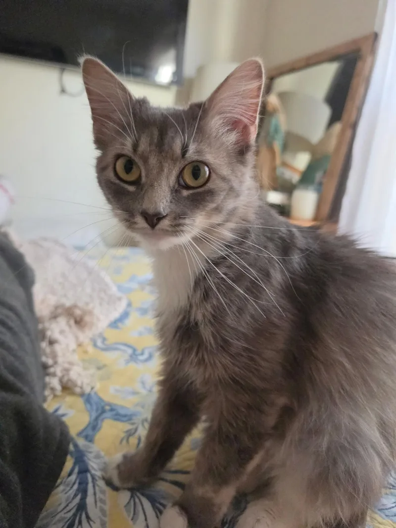 A young medium-sized female Domestic Short Hair cat named Molly A for adoption in Trenton, NJ