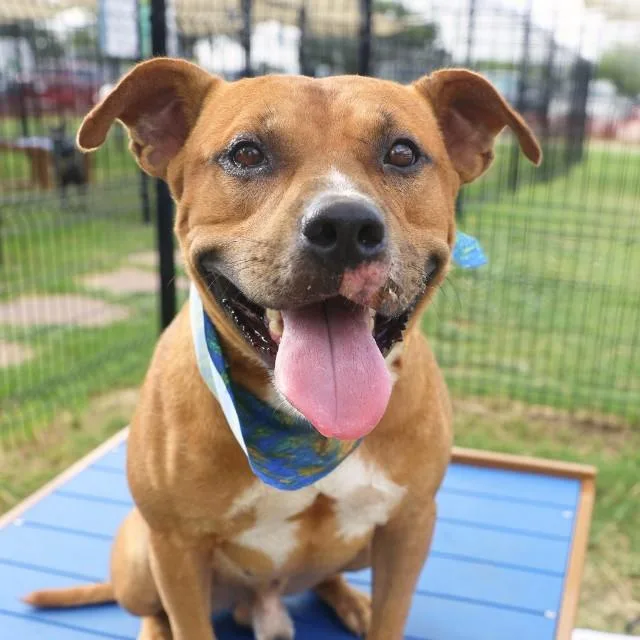 An adult medium-sized male American Staffordshire Terrier dog named Yuno for adoption in San Antonio, TX