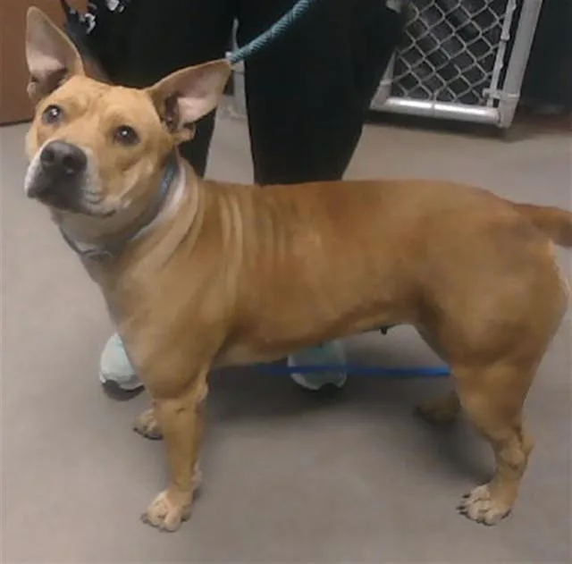 A young large-sized female Pit Bull Terrier dog named Alesana for adoption in Phoenix, AZ