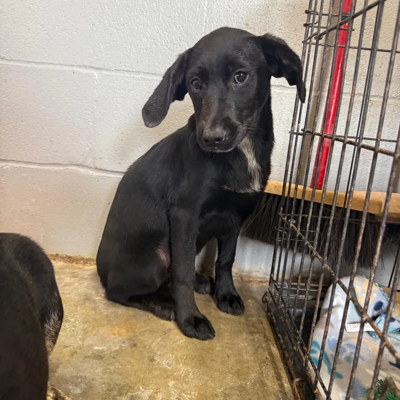 A baby small-sized female Black Labrador Retriever dog named Lassie for adoption in New York, NY