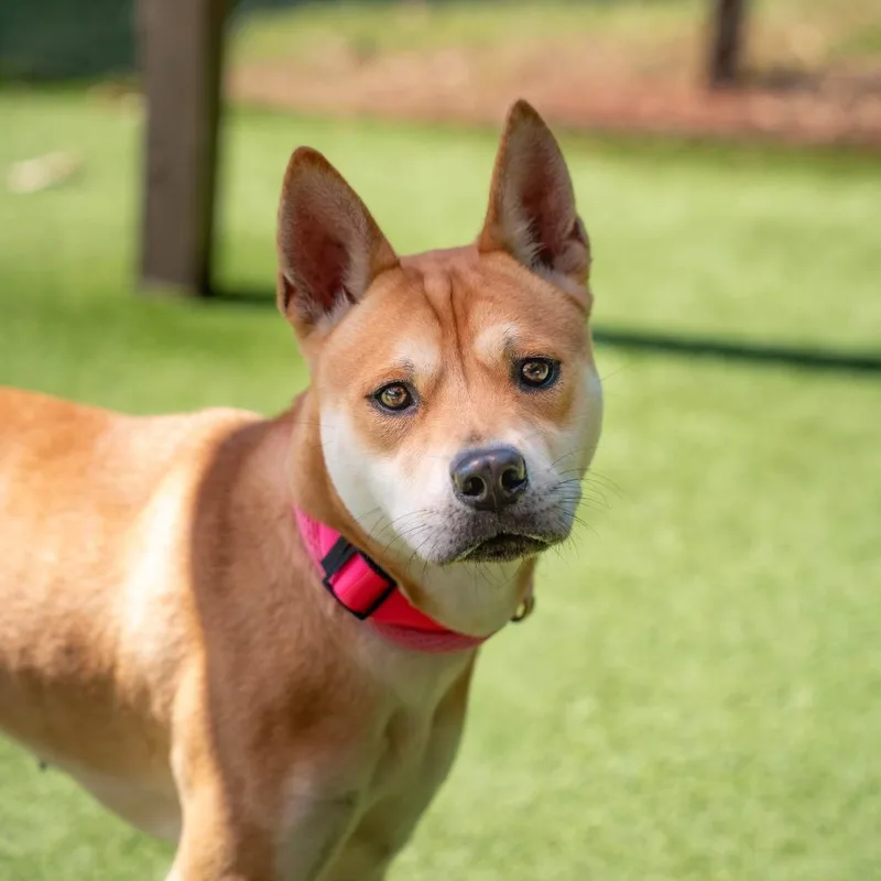 A young medium-sized female Chow Chow dog named Tara for adoption in Gainesville, GA