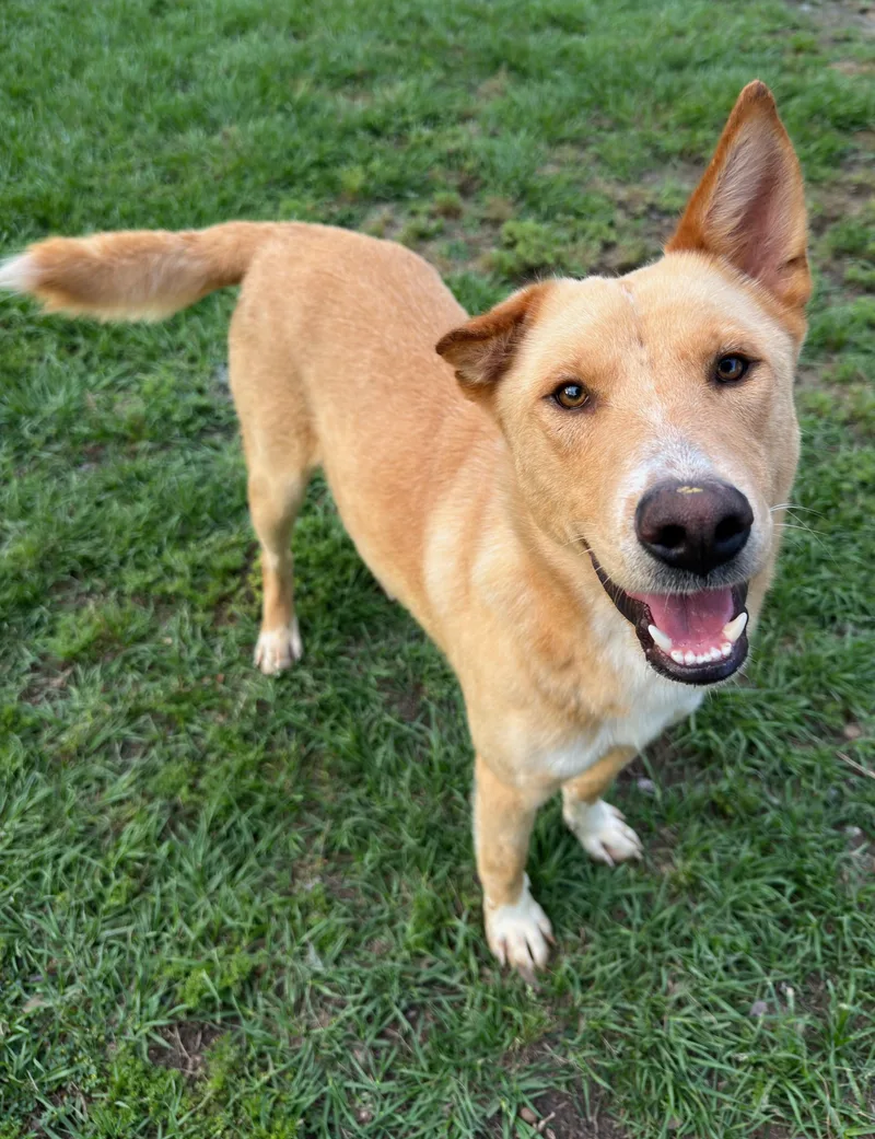 An adult medium-sized male Labrador Retriever dog named Dennis for adoption in Conroe, TX