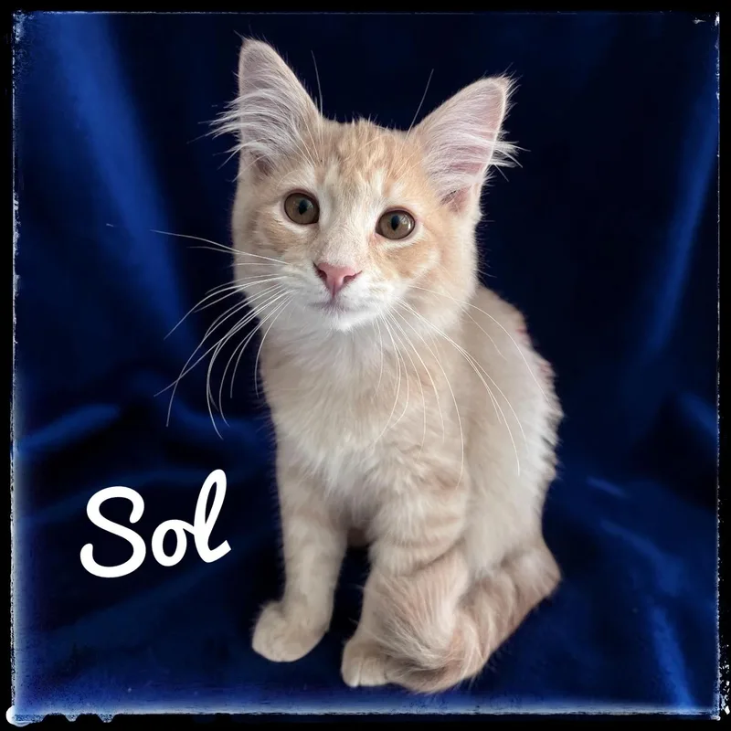 A baby small-sized male Domestic Medium Hair cat named Sol for adoption in El Cajon, CA