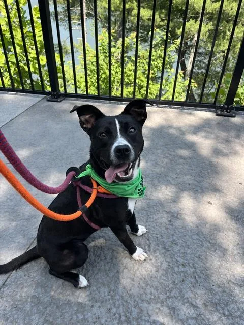 An adult medium-sized female Labrador Retriever dog named Paris for adoption in Newton, NC