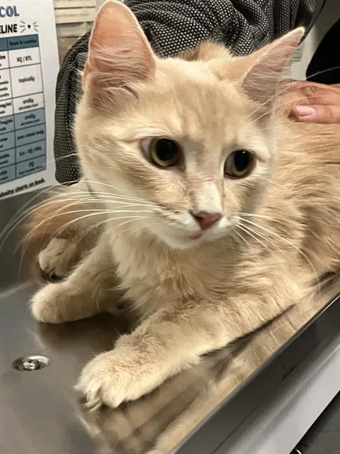 A young medium-sized female Domestic Short Hair cat named Baby Momma for adoption in Long Beach, CA
