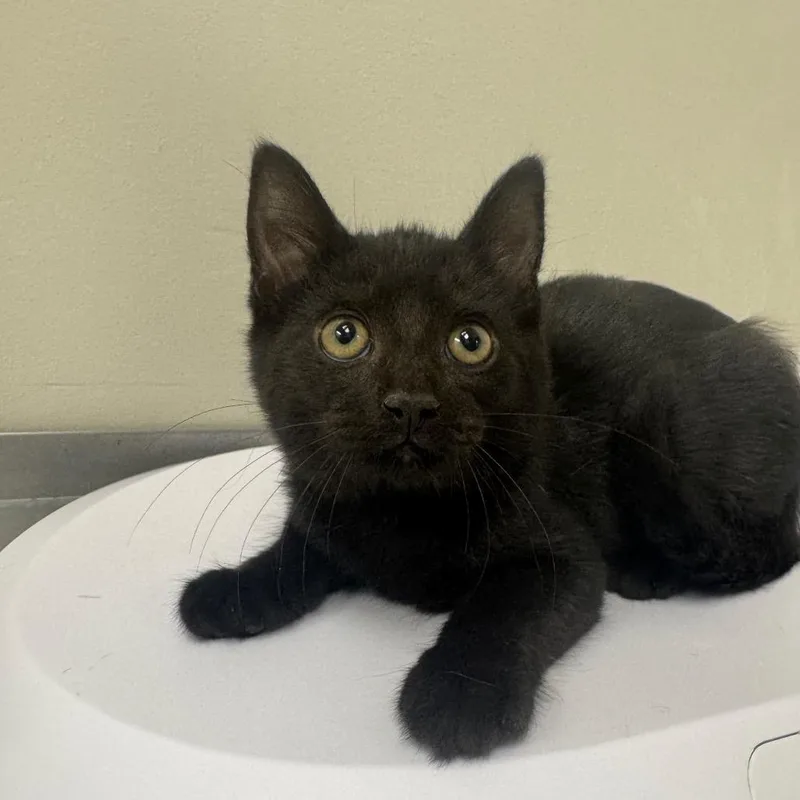 A baby small-sized female Black Domestic Short Hair cat named Lady Farquaad for adoption in Columbiana, AL