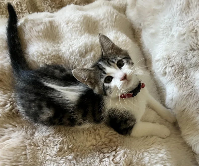 A baby medium-sized male Domestic Short Hair cat named Tofu for adoption in Penryn, CA