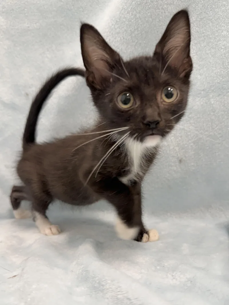 A baby medium-sized male Black & White / Tuxedo Domestic Short Hair cat named Fives for adoption in Greensboro, NC