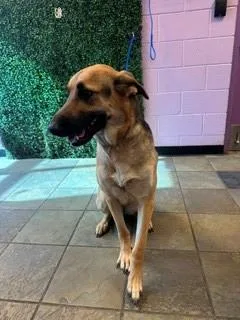 An adult large-sized female Black Mixed Breed dog named Pink Fondant for adoption in El Paso, TX