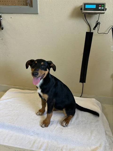 A baby small-sized female Doberman Pinscher dog named Calista for adoption in Santa Cruz, CA