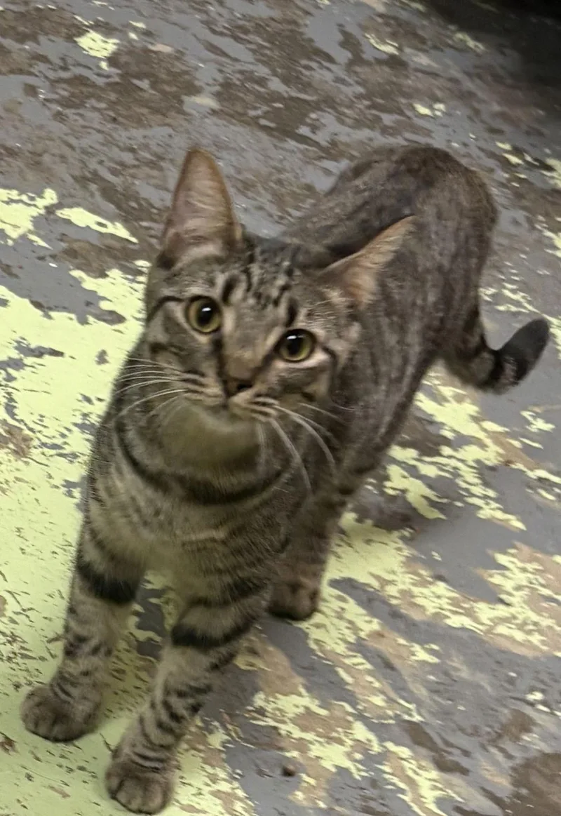 A young medium-sized female Domestic Short Hair cat named Amour for adoption in Jackson, MS