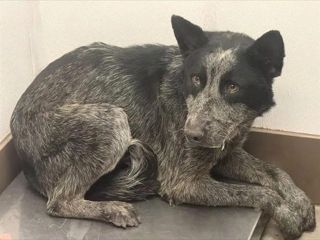 A young medium-sized male Australian Cattle Dog / Blue Heeler dog named Pip for adoption in Tucson, AZ