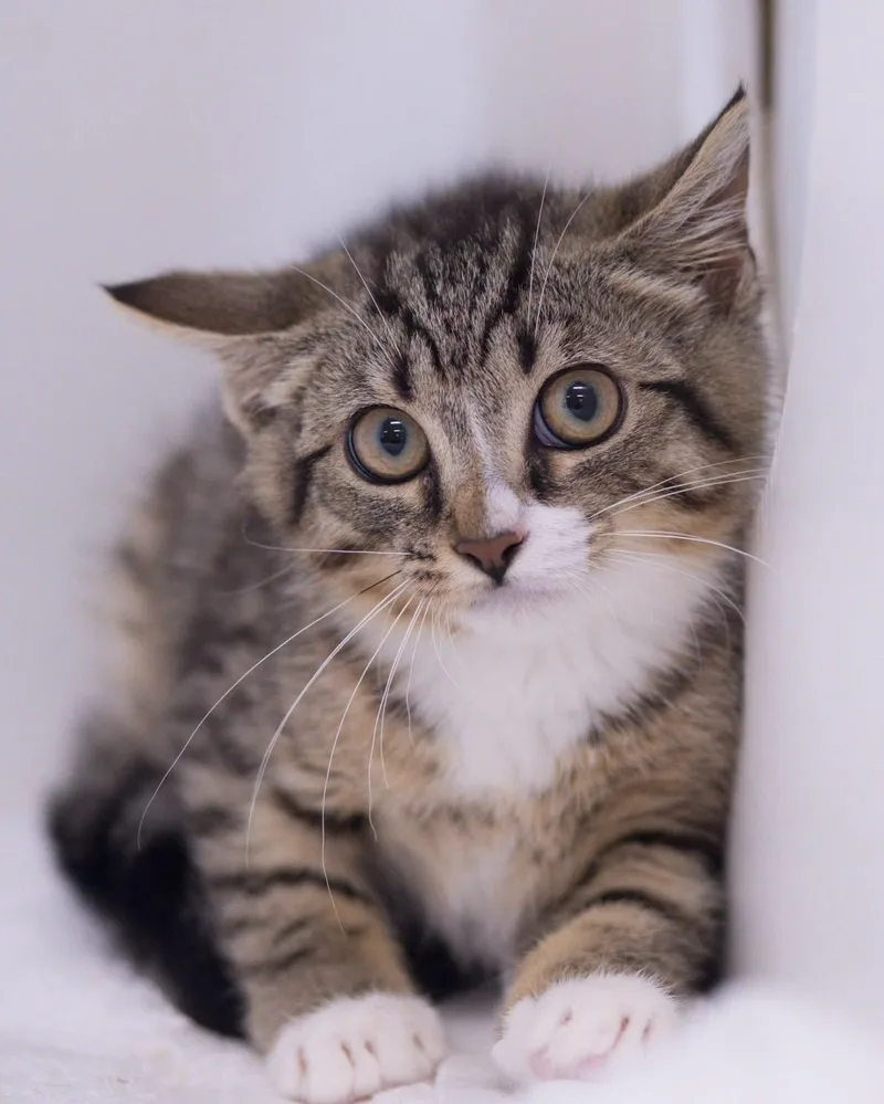 A baby small-sized female Black & White / Tuxedo Domestic Short Hair cat named Dorito for adoption in Bridgeport, CT