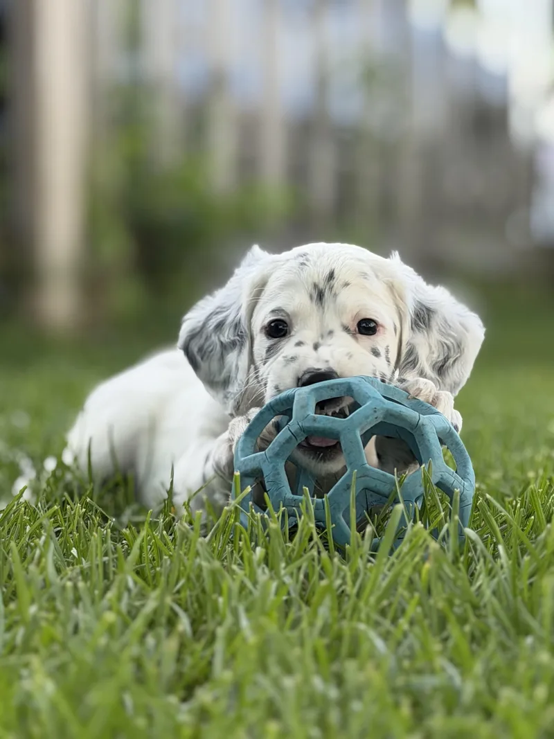 A baby medium-sized male White / Cream English Setter dog named Mulligan for adoption in East China, MI