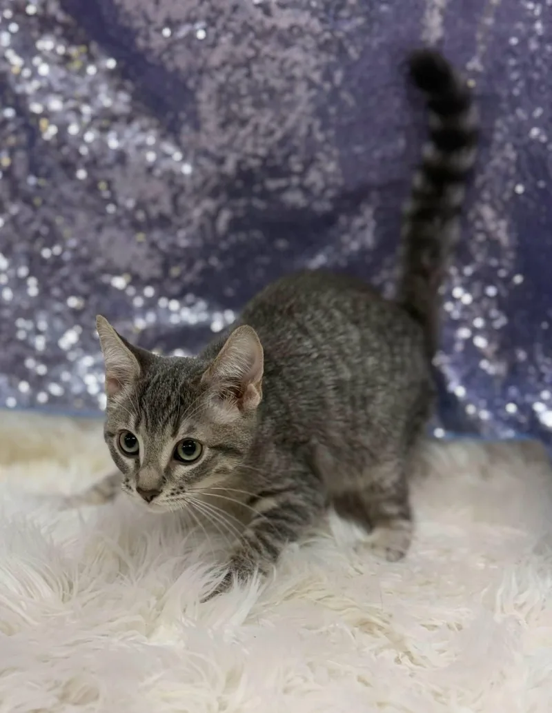 A young medium-sized male Domestic Short Hair cat named Reacher for adoption in Clarkesville, GA