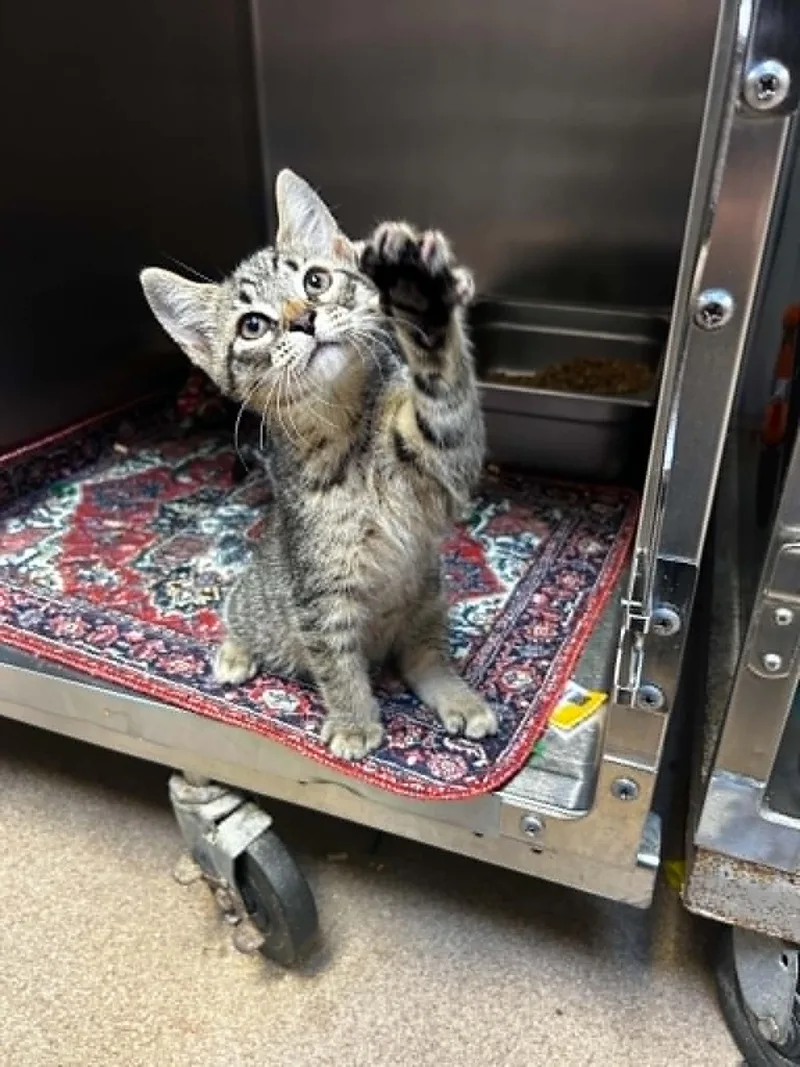 A baby medium-sized male Tabby (Brown / Chocolate) Domestic Short Hair cat named Ratchet for adoption in Chambersburg, PA