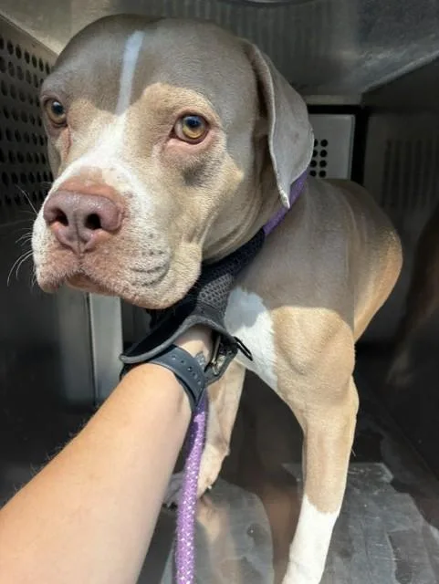 An adult large-sized male Pit Bull Terrier dog named Kite for adoption in Phoenix, AZ