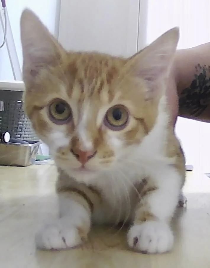 A baby small-sized male Orange & White Domestic Short Hair cat named Pierce for adoption in Anoka, MN