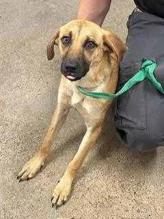 A baby medium-sized female Brown / Chocolate German Shepherd Dog dog named Pookie for adoption in Cleveland, OH