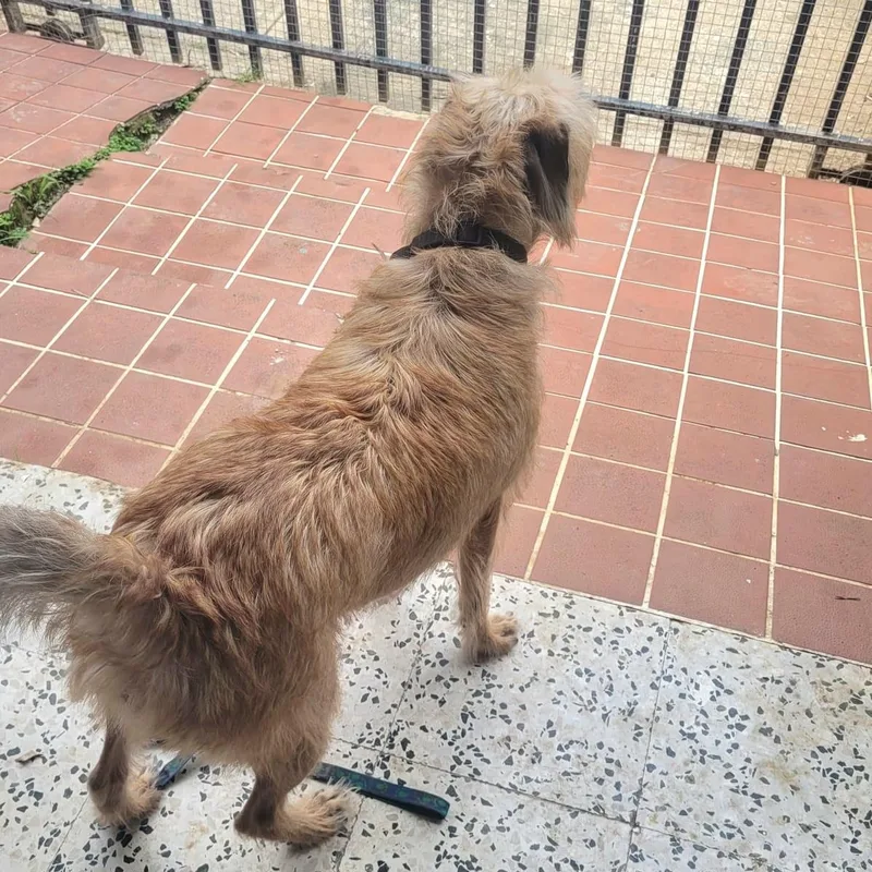 Sandy Simone Urgent Forever thumbnail 3