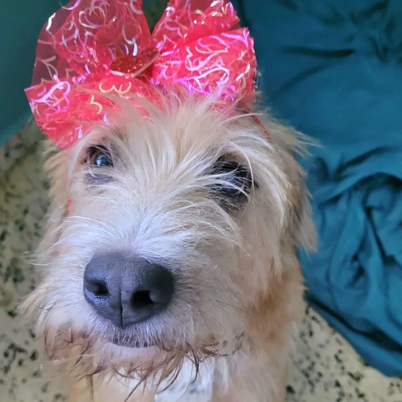 Sandy Simone Urgent Forever