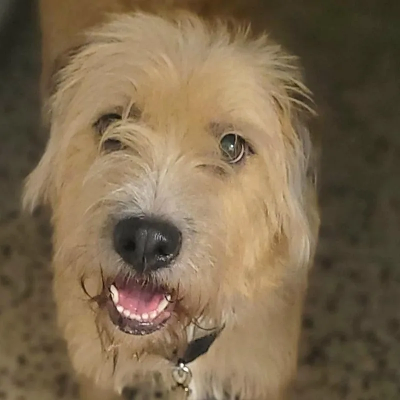 Sandy Simone Urgent Forever thumbnail 4