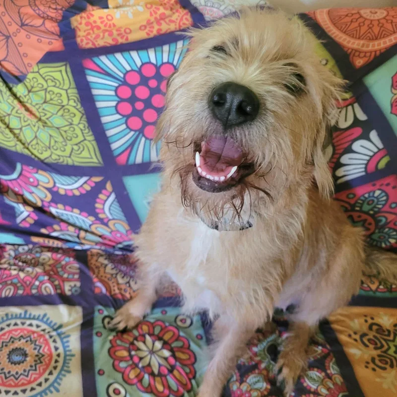 Sandy Simone Urgent Forever thumbnail 5