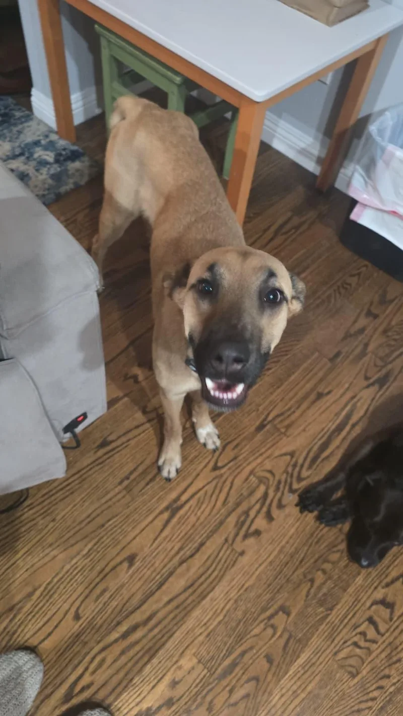 A young medium-sized male Brown / Chocolate Black Mouth Cur dog named Beto for adoption in tigard, OR