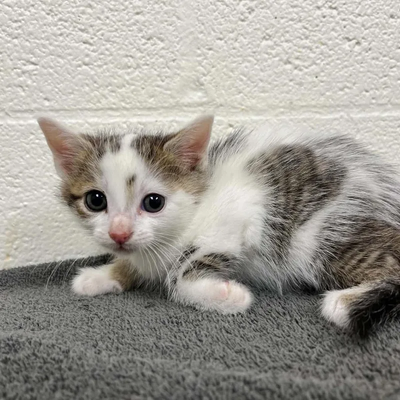 A baby small-sized male White Domestic Short Hair cat named Lucky Duck for adoption in Charlottesville, VA