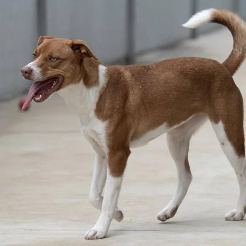 A young medium-sized female Terrier dog named Sencha for adoption in Minneapolis, MN