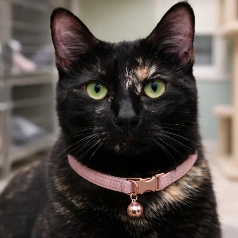 A young medium-sized female Tortoiseshell Tortoiseshell cat named Harlee — A Little for adoption in Hillsboro, TX