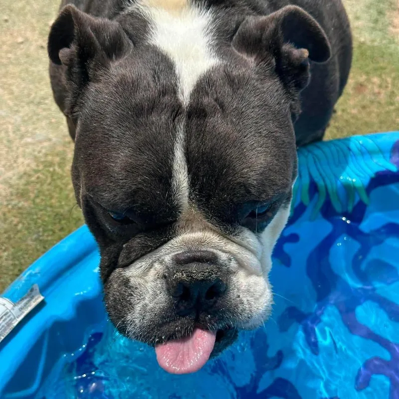 A senior medium-sized male Gray / Blue / Silver English Bulldog dog named Monty the Bull for adoption in Loves Park, IL