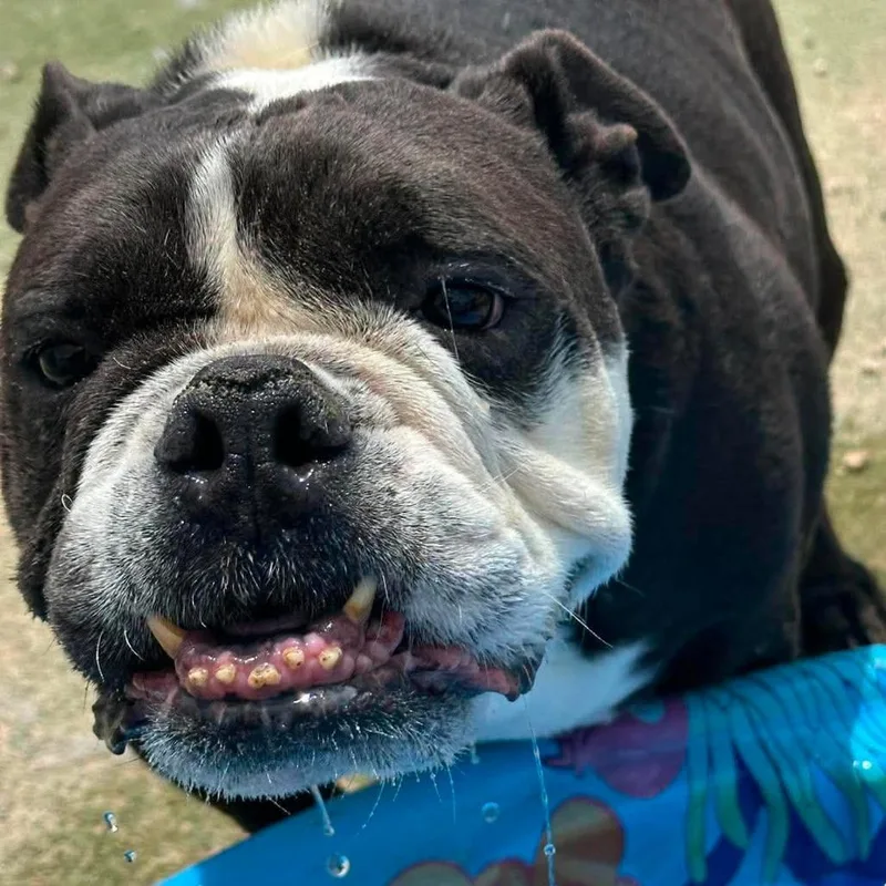Monty the Bull thumbnail 2
