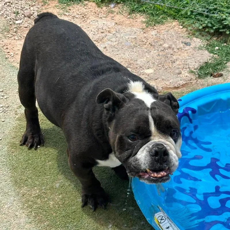 Monty the Bull thumbnail 3