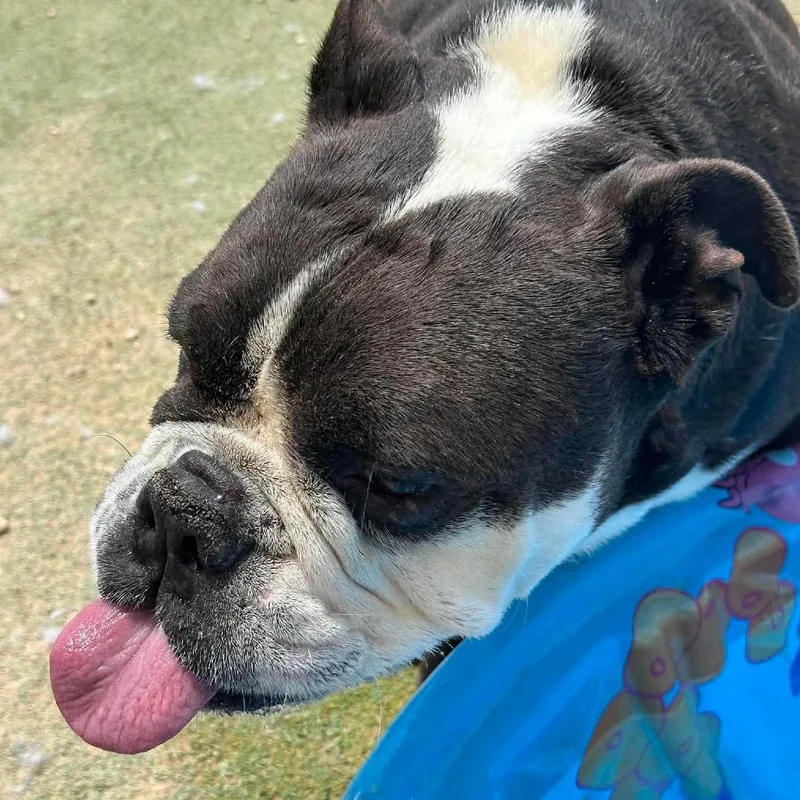 Monty the Bull thumbnail 4
