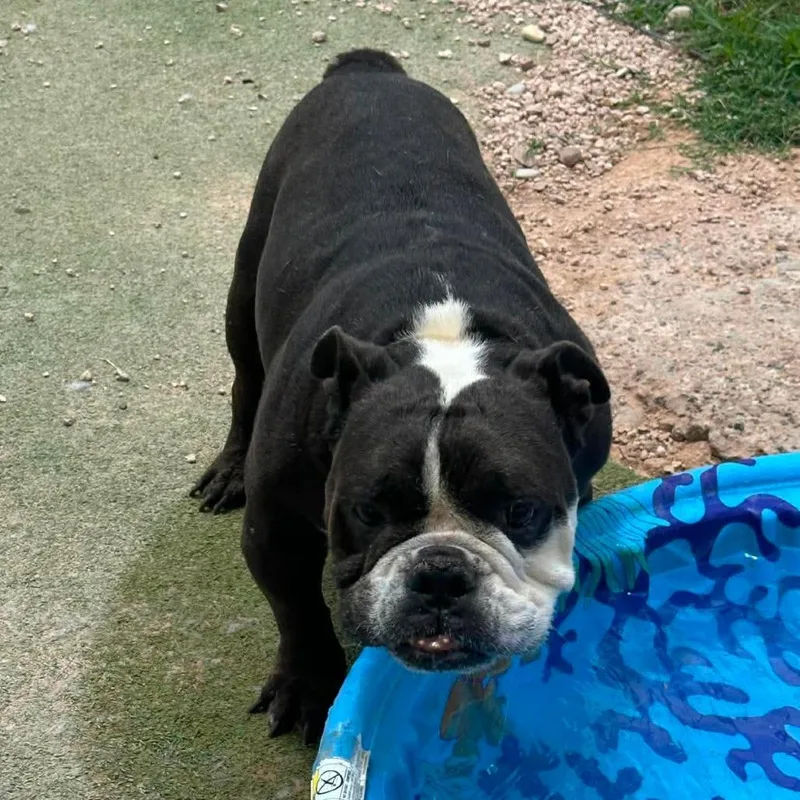 Monty the Bull thumbnail 5