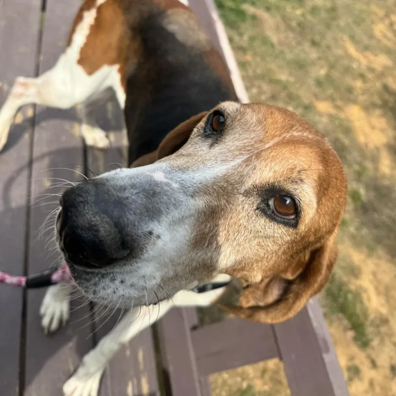 An adult large-sized female Tricolor (Brown, Black, & White) Hound dog named Athena for adoption in Orange, VA