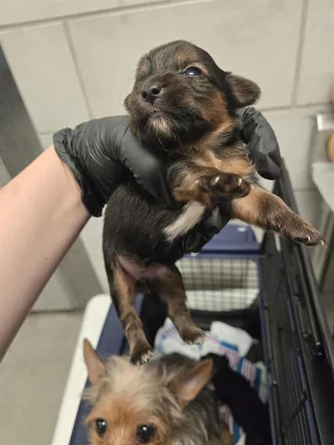 A baby small-sized female Mixed Breed dog named Daisy for adoption in Dallas, TX