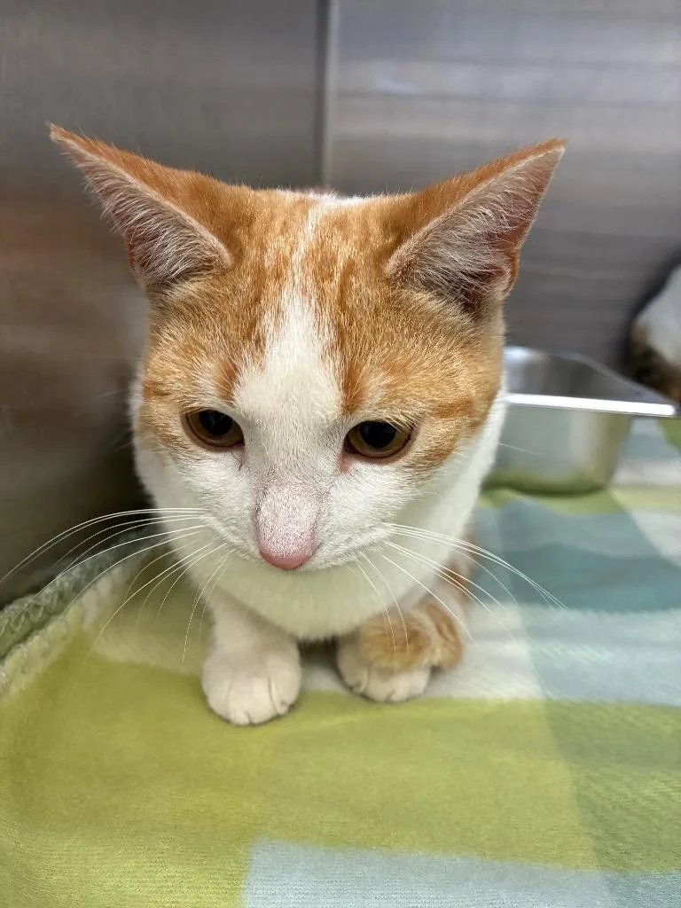 A baby small-sized female Domestic Short Hair cat named Screech for adoption in Hartsville, SC