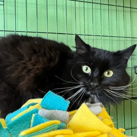 An adult small-sized male Black Domestic Long Hair cat named Mr Whiskers for adoption in Shawnee, KS