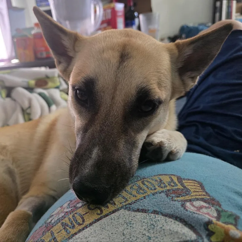 A young medium-sized female Yellow / Tan / Blond / Fawn German Shepherd Dog dog named Anastasia for adoption in San Diego, CA