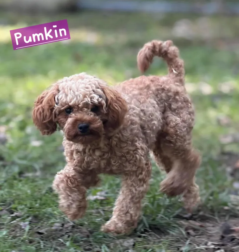 A young small-sized female Red / Chestnut / Orange Cavapoo dog named Pumkin for adoption in Wheelersburg, OH