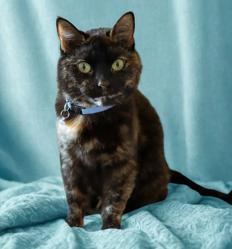 An adult large-sized female Tortoiseshell cat named Luna for adoption in Euclid, OH