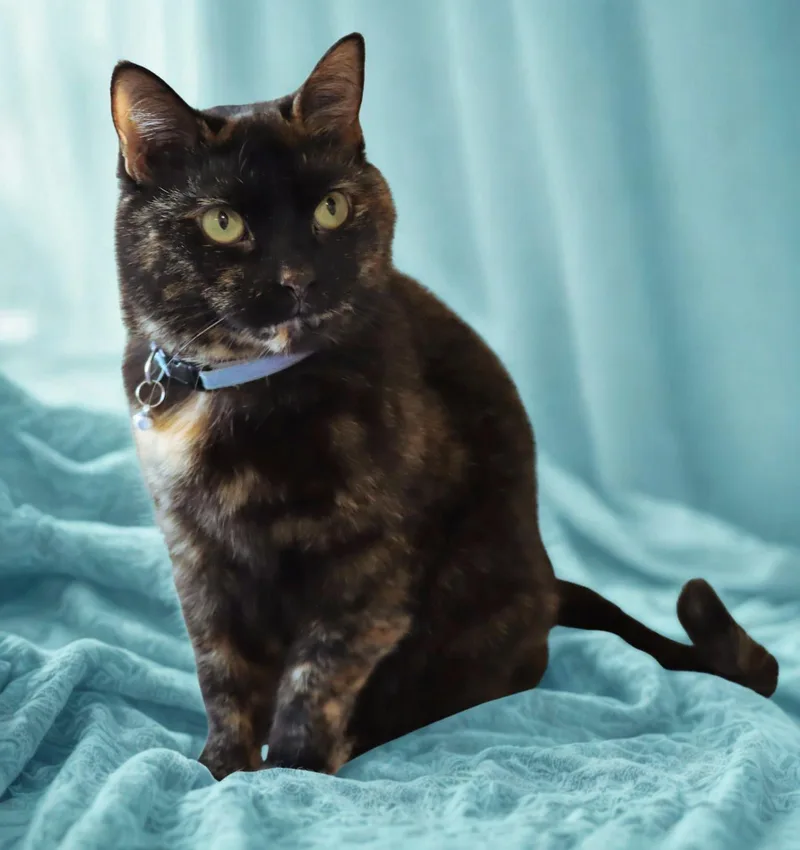 Luna thumbnail 3