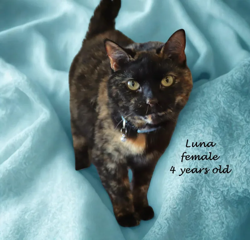 Luna thumbnail 6