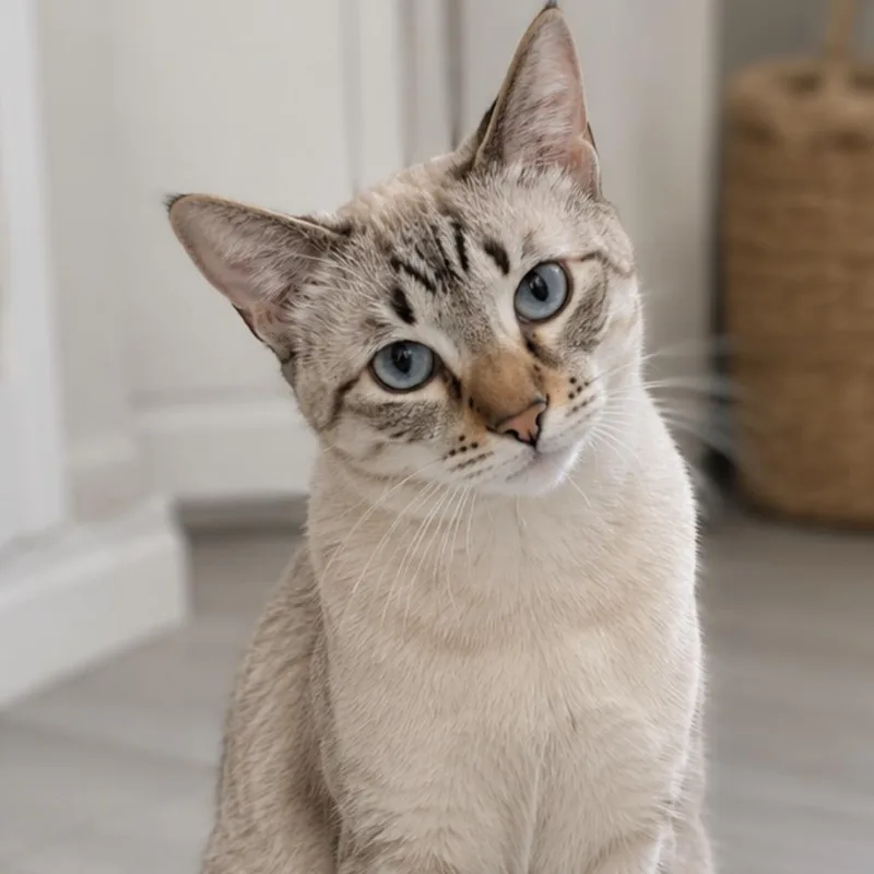 An adult medium-sized male Cream / Ivory Siamese cat named Vivaldi for adoption in Hamburg, NY