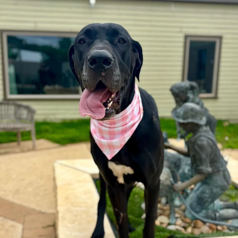 An adult large-sized female Black Great Dane dog named Haden for adoption in Fredericksburg, TX